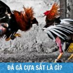 Đá gà cựa sắt là gì? Đặc điểm và quy định chơi chi tiết nhất